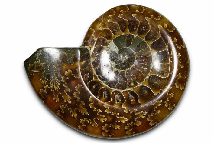 Polished Fossil Ammonite Dish - Madagascar #383906